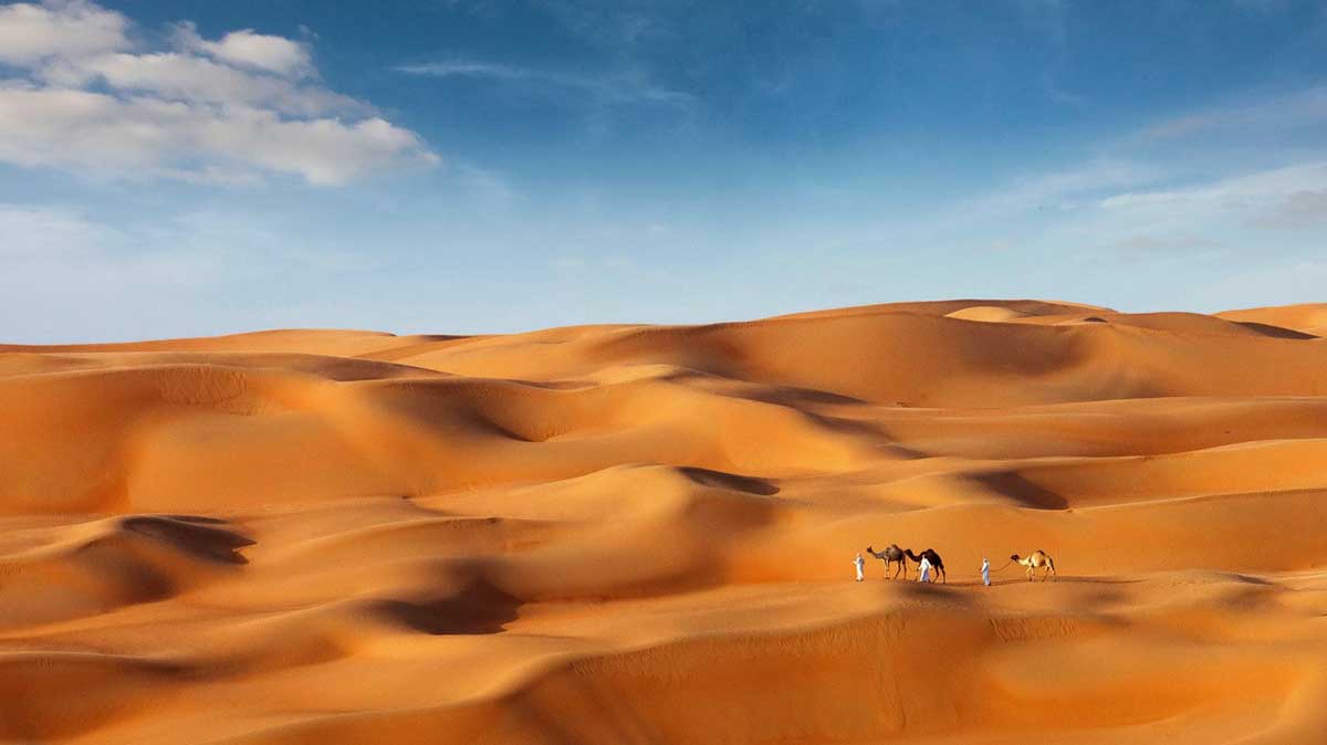 Liwa camels by jasim talib