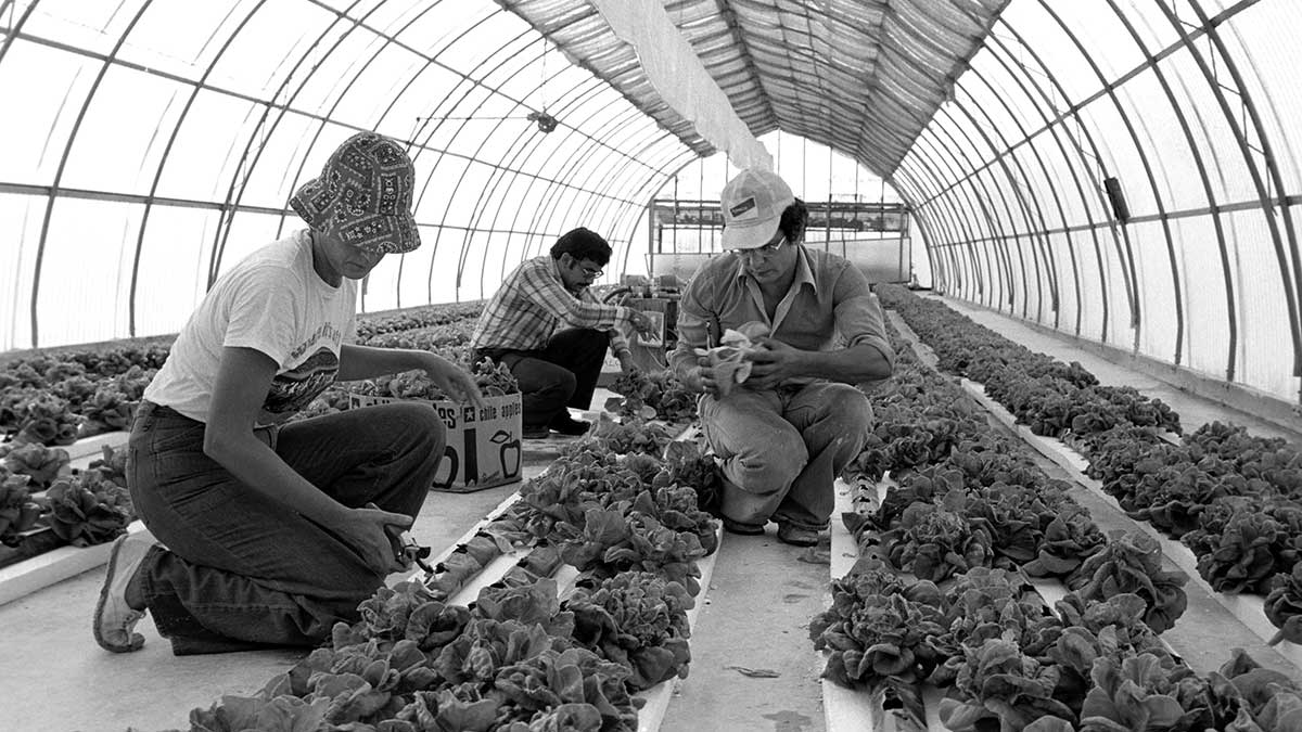 historical image planting vegetable 