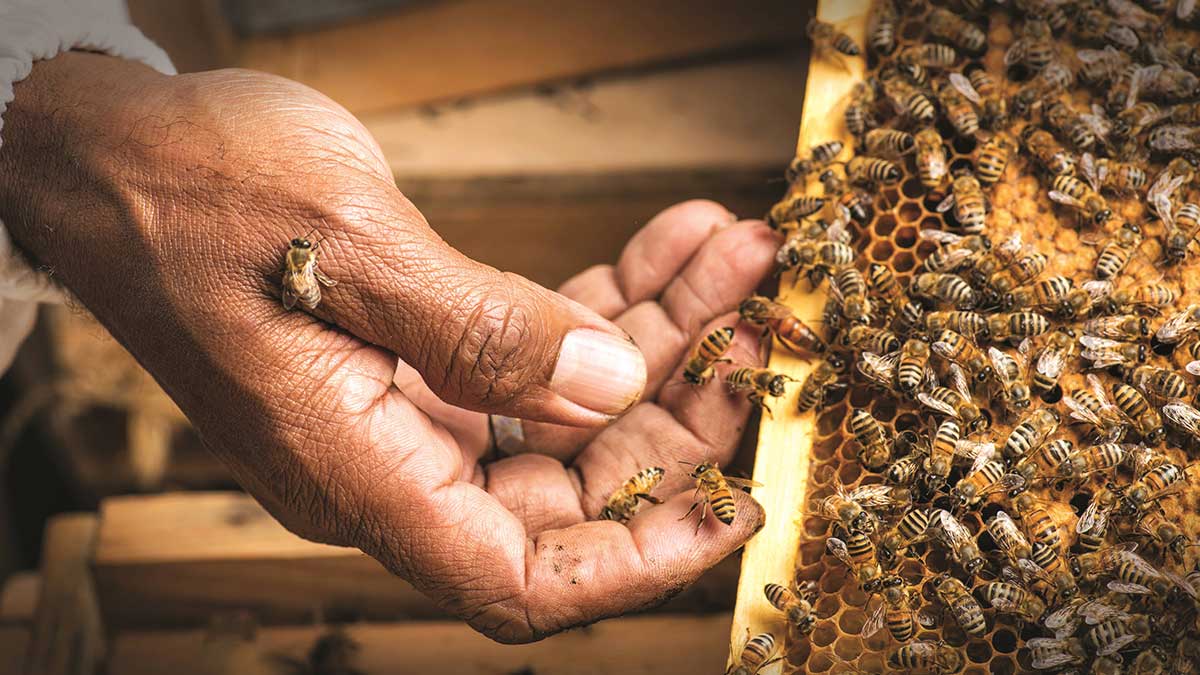 Honey making