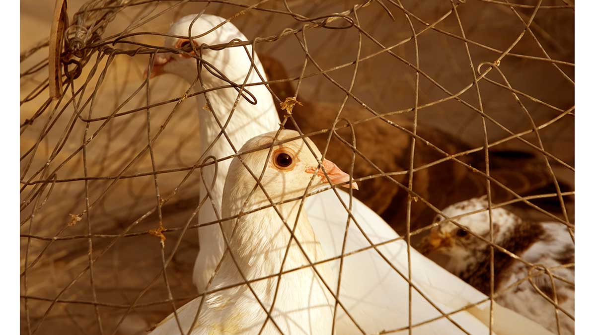 white dove for photo and poem by MJK