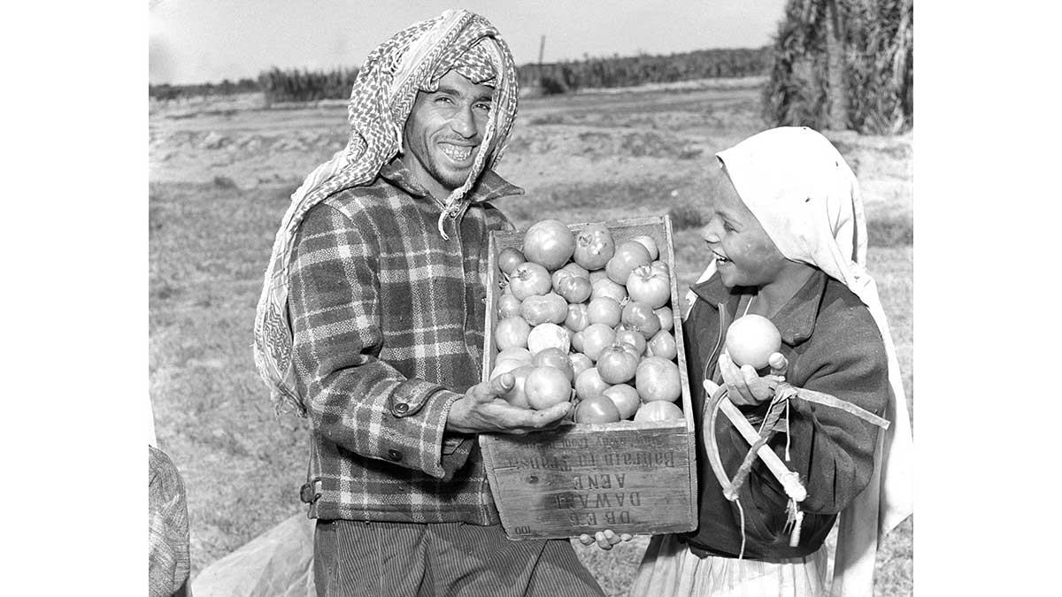 Tomatoes1955