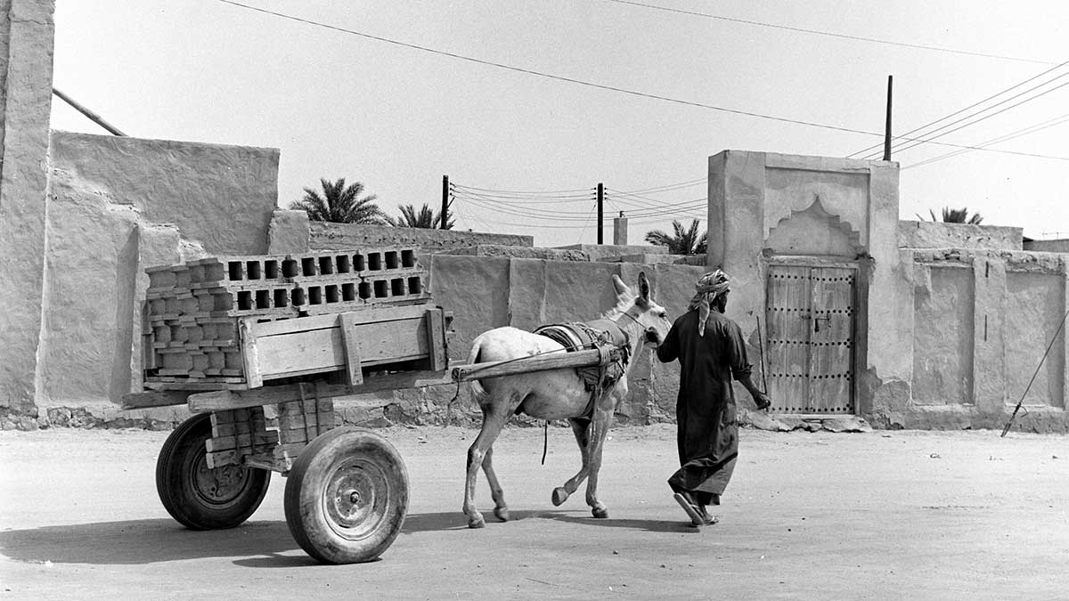 Moving cement with donkey 1976