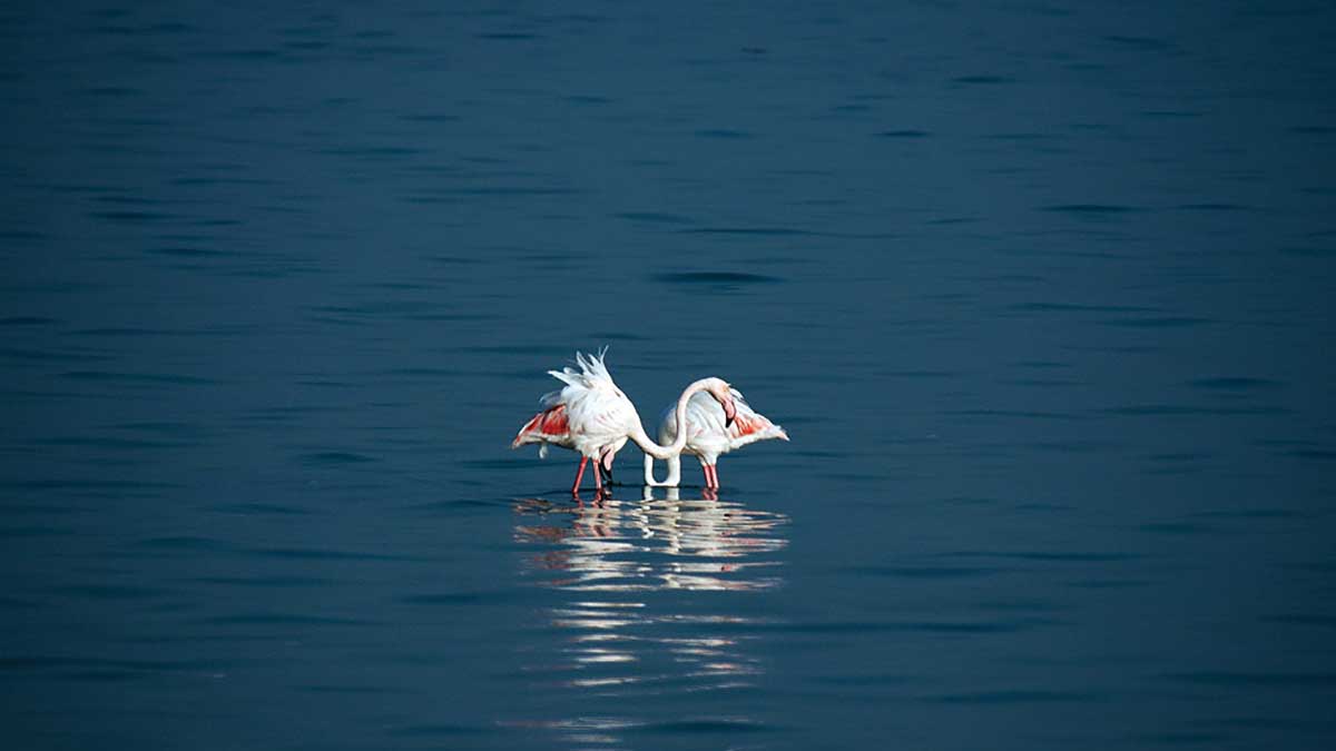 Flamingo at khobar chroniche 