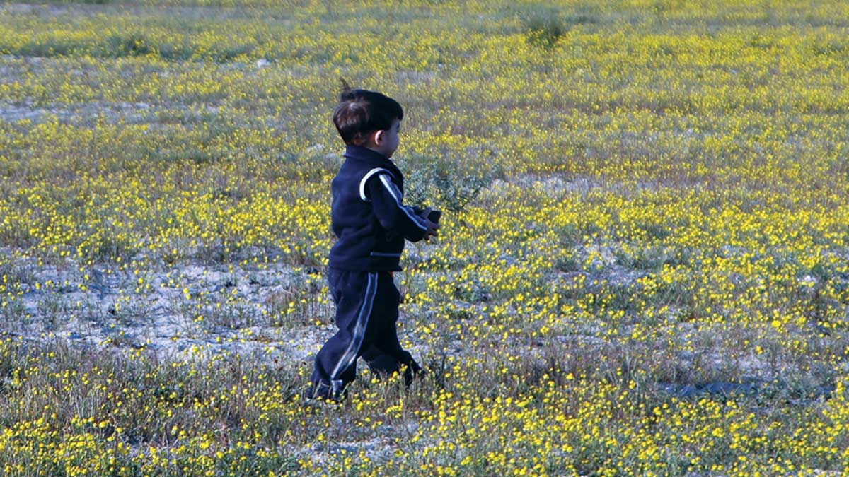 A kid in a field of rose