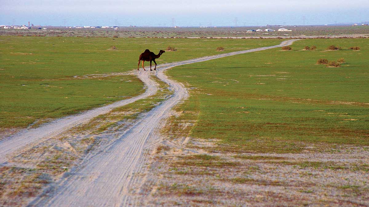 camel in the desert photo and poem