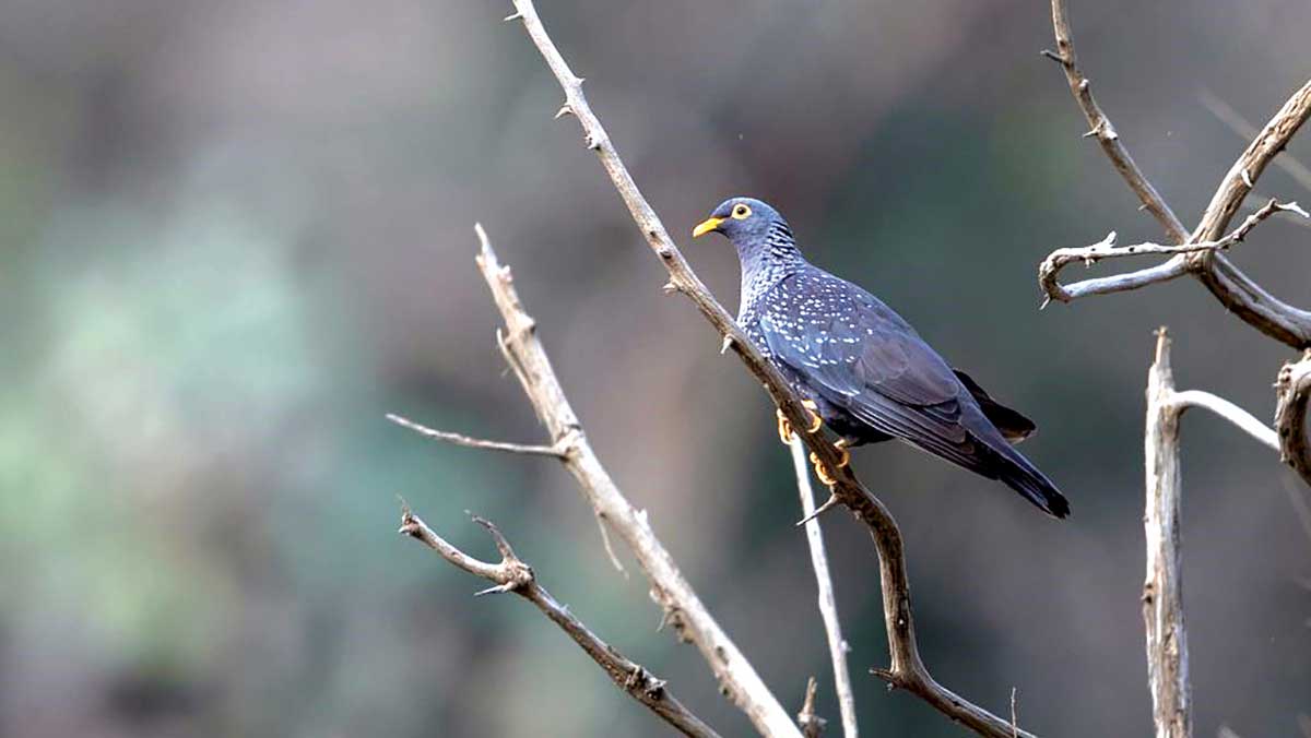 Columba arquatrix