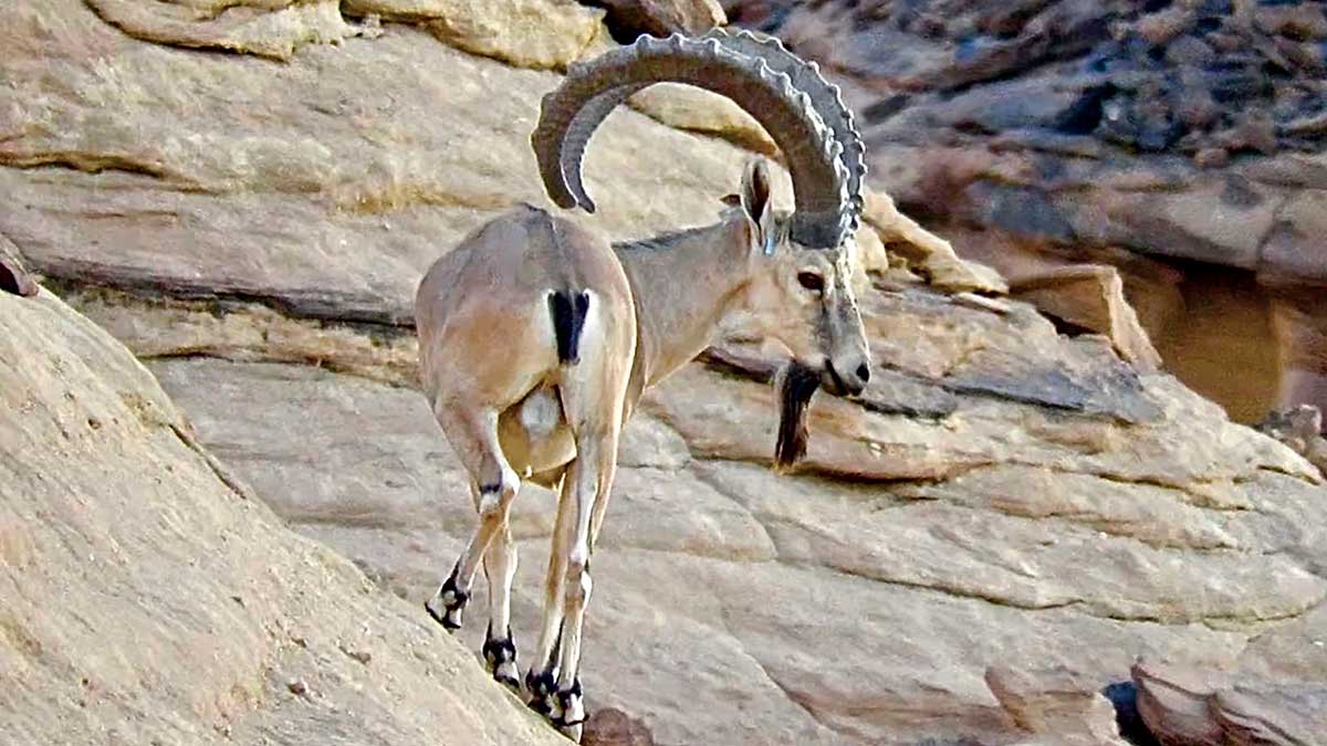 Nubian ibex