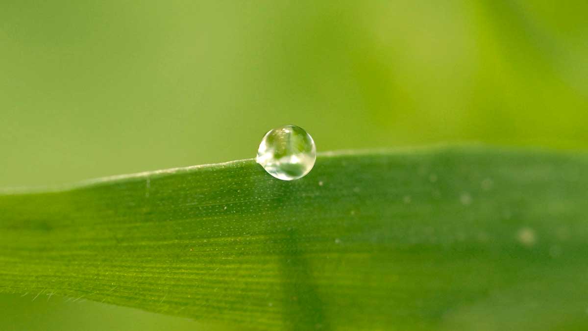 Water drops