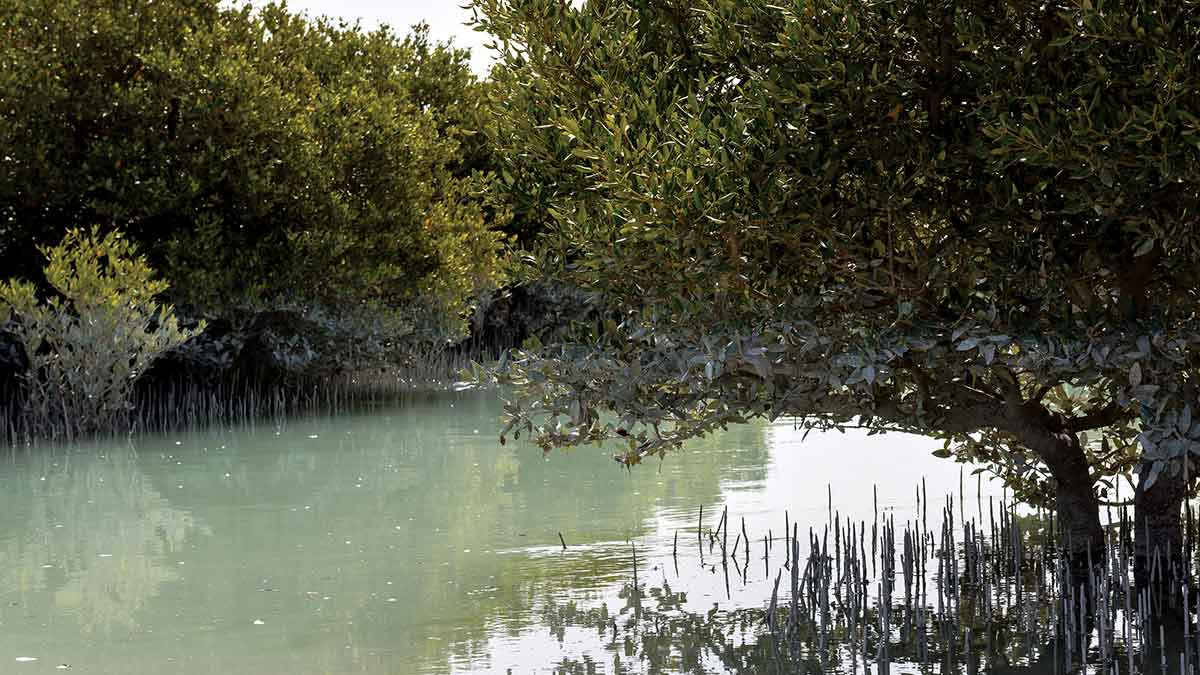 mangrove-plants