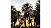 Readers Album: Palm Trees at Sunset