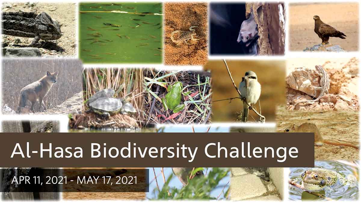 Aramco industrial trainees become citizen naturalists in biodiversity challenge