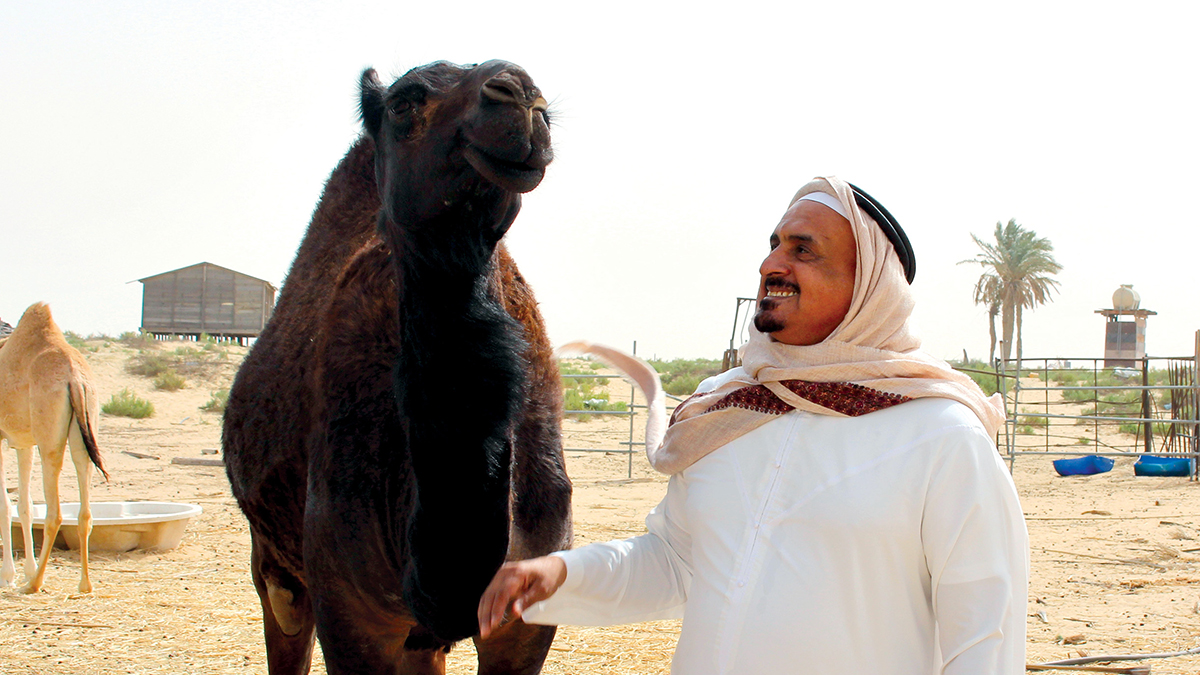 Al-Hassar-and-his-Camels-4