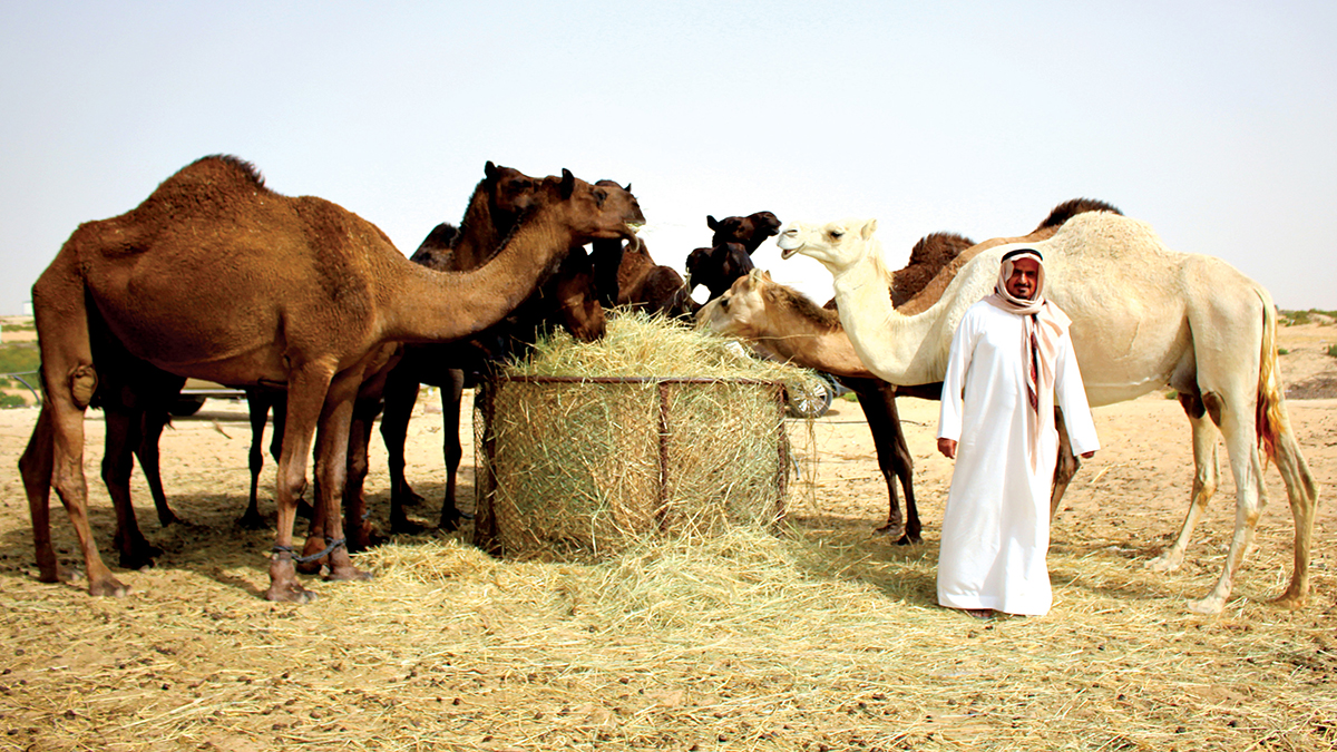 Al-Hassar-and-his-Camels-5