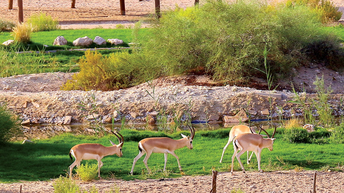 Reader Album: Gazelles grazing in Abqaiq