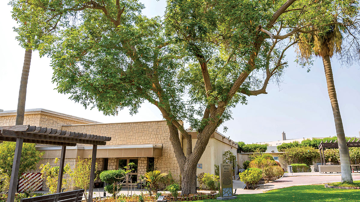 Dhahran-Community-oldest-tree