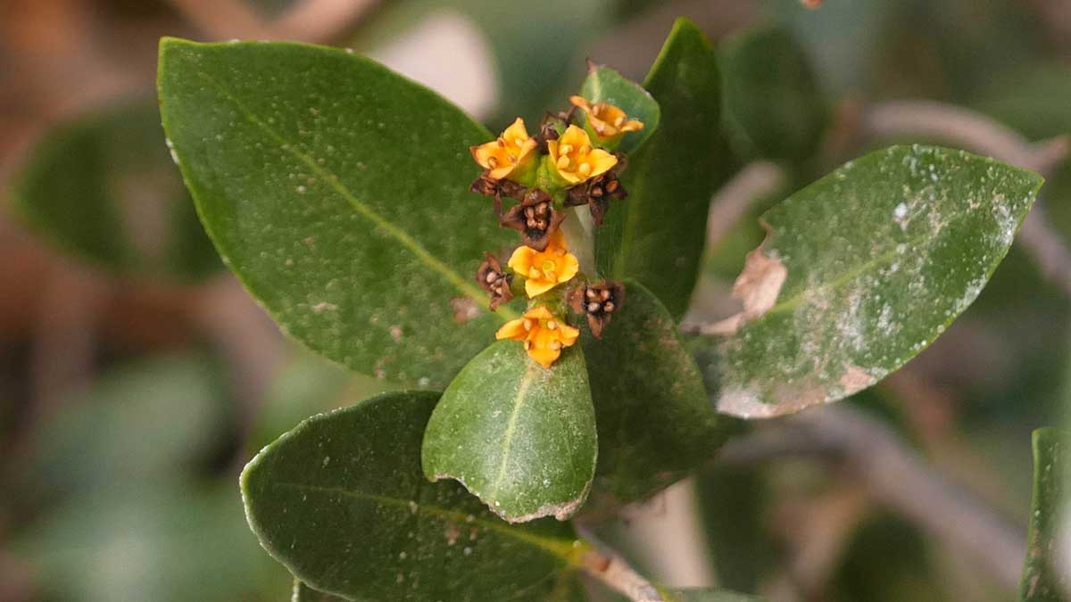 travel mangrove honey bee on flower eastern province Saudi Arabia