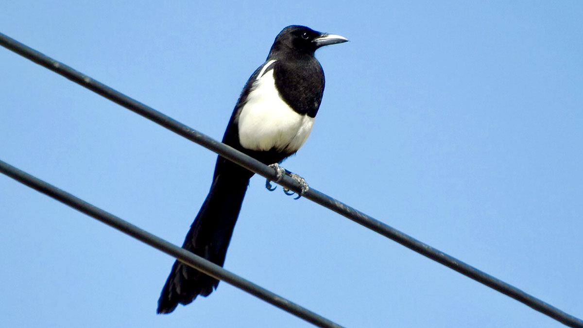 The-Global-Birding-Big-Day-Asir-Magpie