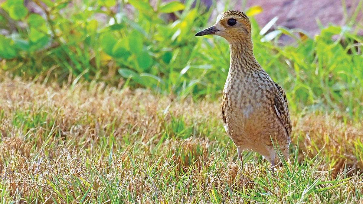 Big-Day-of-Birding-AlHashimi