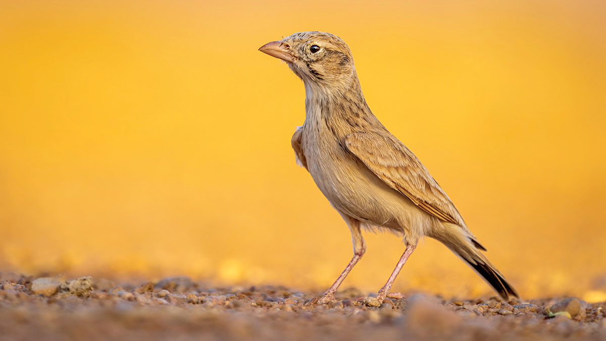 Big-Day-of-Birding-AlShwamin