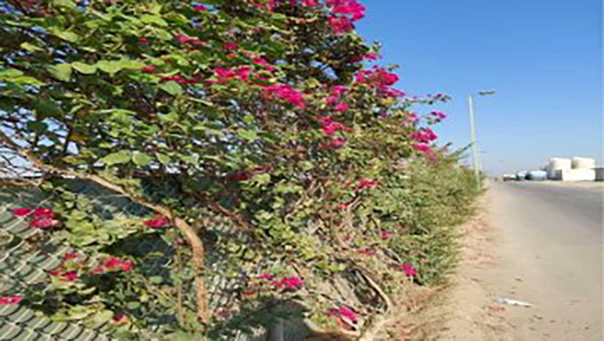 Aramco Project Management planting trees at projects Kingdomwide