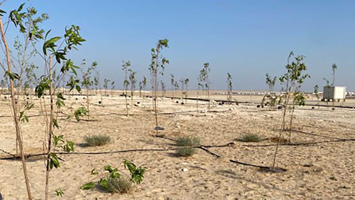 Aramco Project Management planting trees at projects Kingdomwide