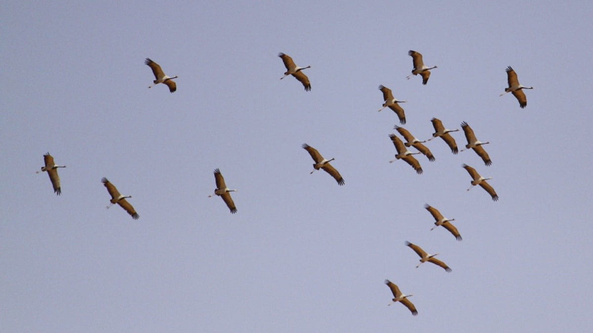 Migratory Bird Day | Aramco Life