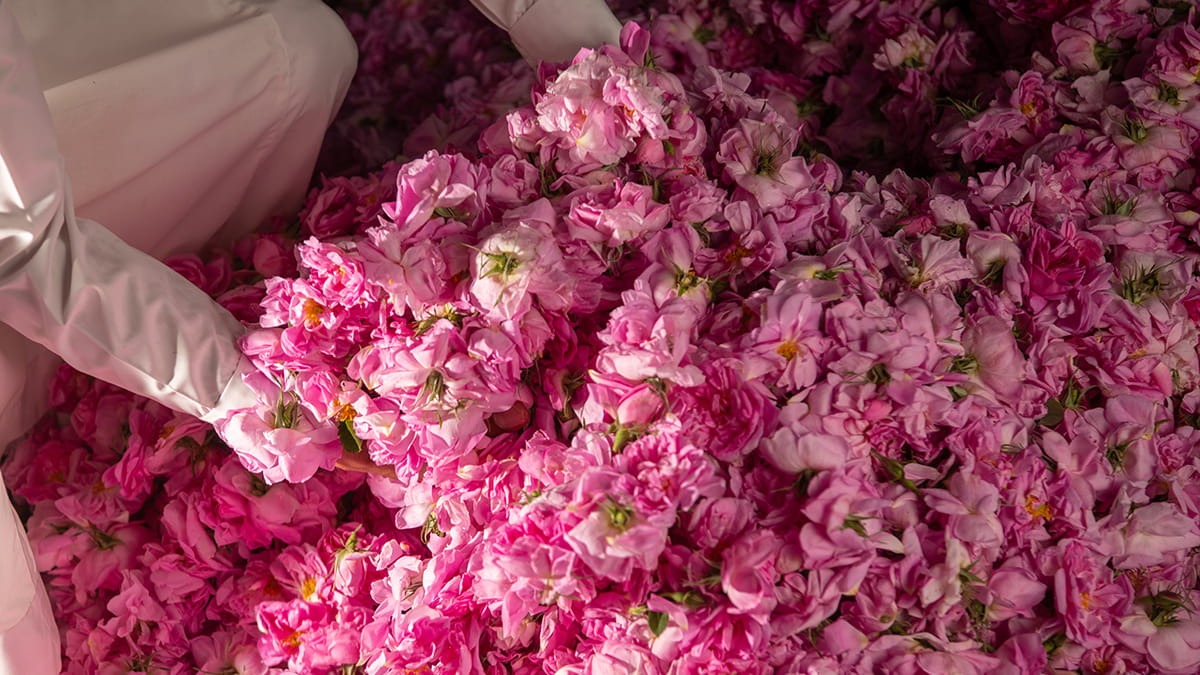 Taif-flowers-14