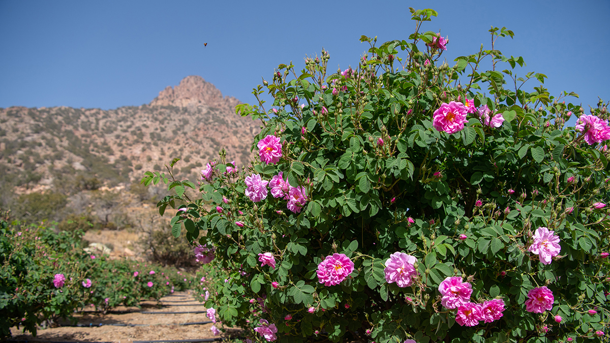 Taif-flowers-16