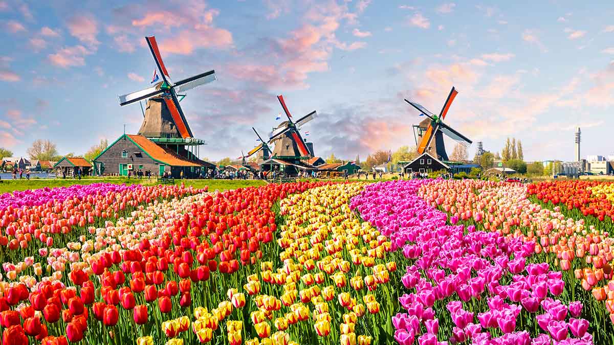 Amsterdam windmills and flowers