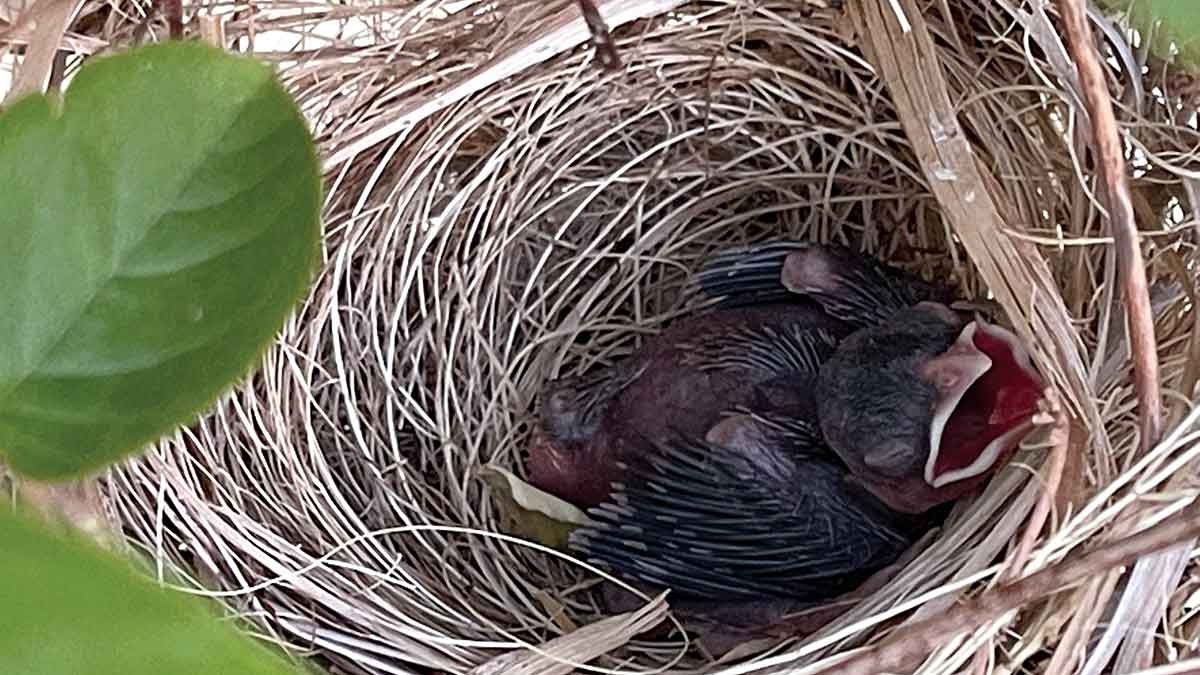 readers album young bulbul in the nest