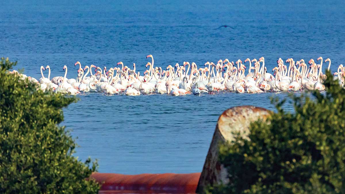 Saihat flamingos on the corniche