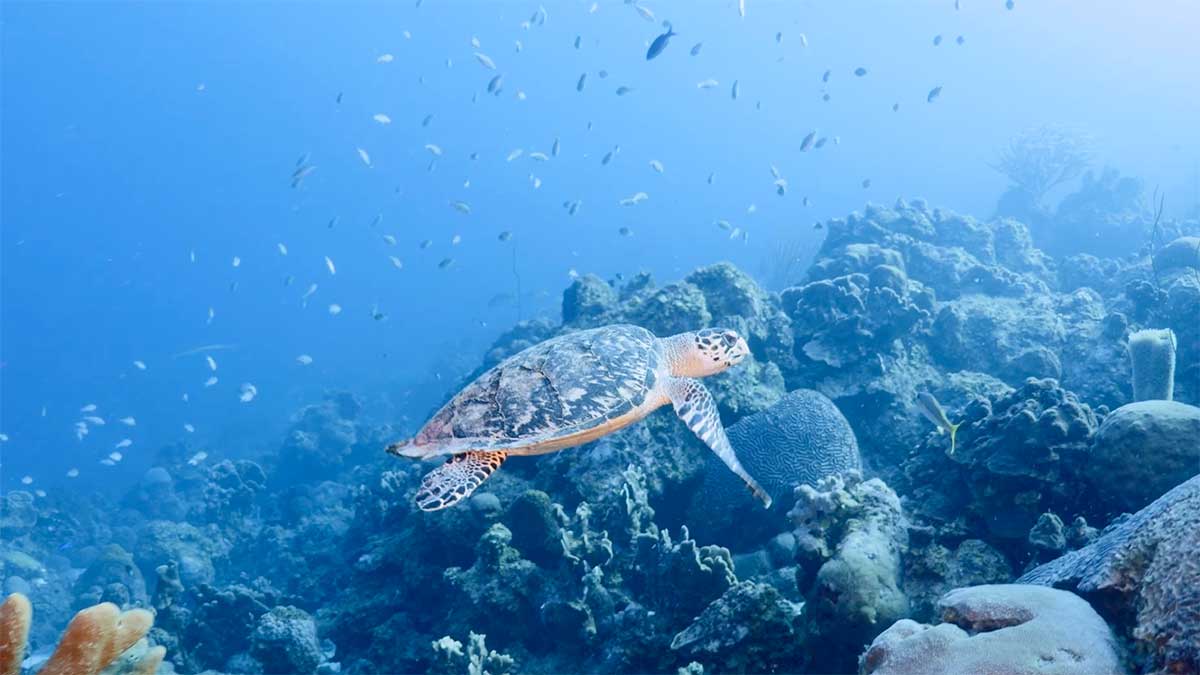 Aramco and research center collaborations for biodiversity and environmental protection