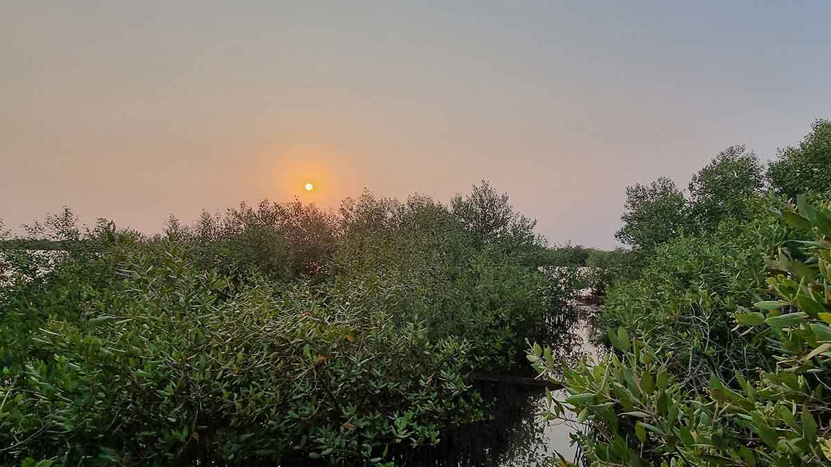 Aramco mangrove plantation