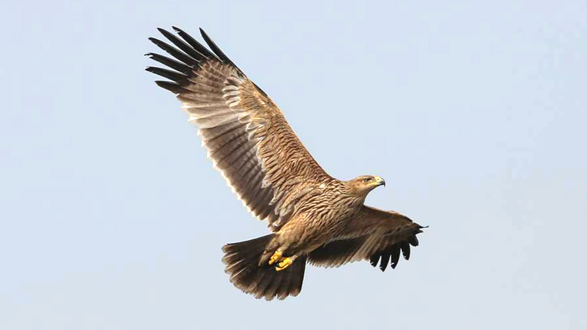 Eastern Imperial Eagle in the Kingdom Endangered Species Day