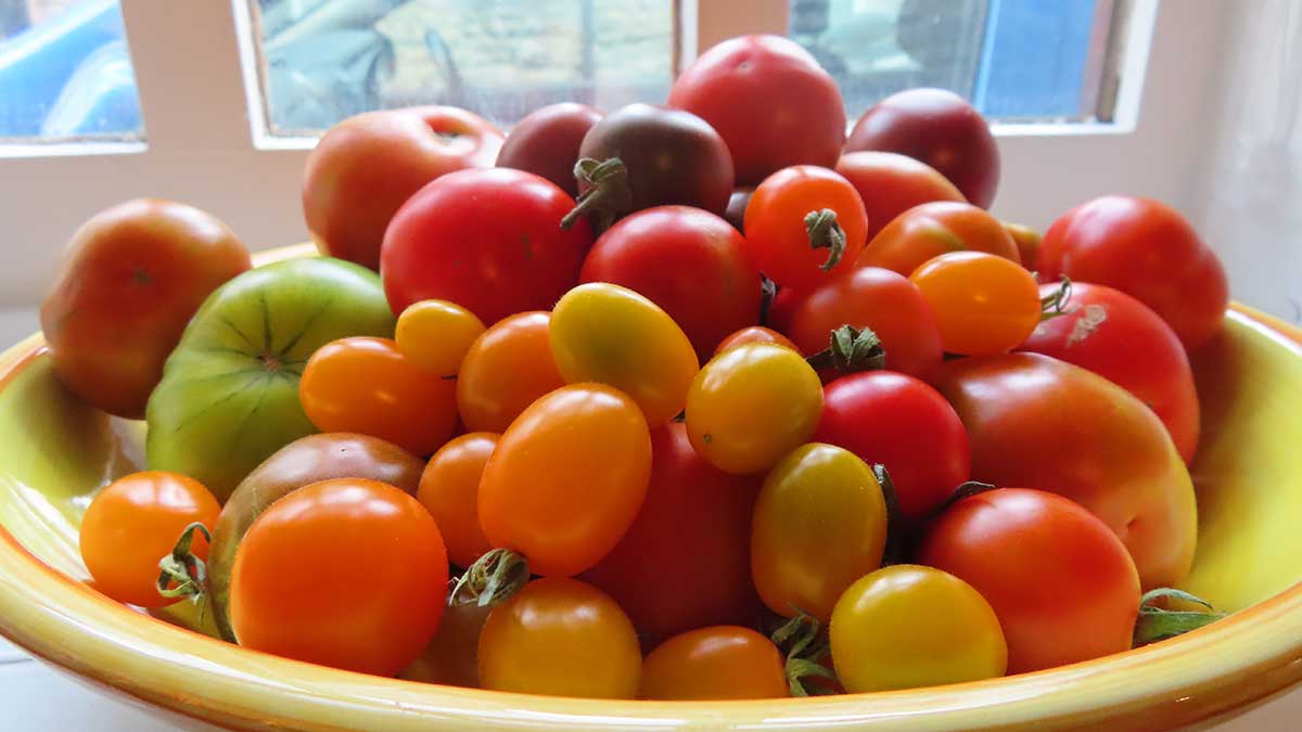 RT Community Farm tomato crop