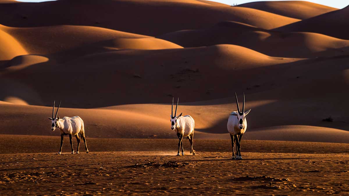 Discovery of Shaybah