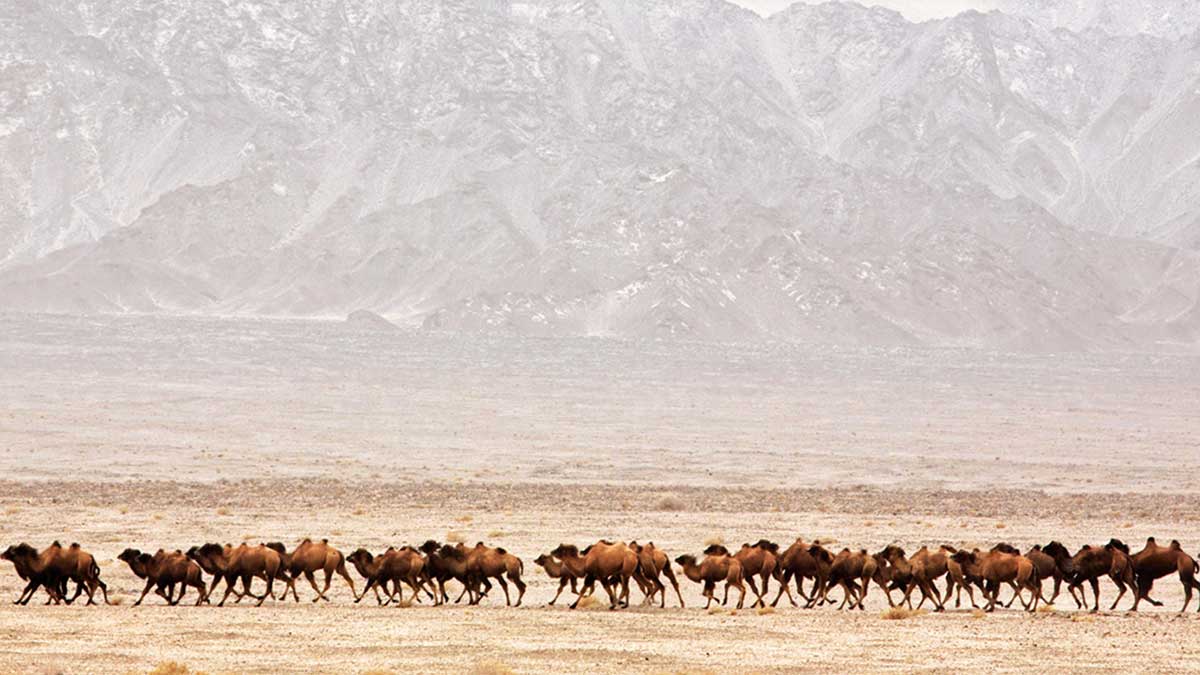AramcoWorld at 75: Camels and their magnificent migration