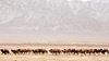 AramcoWorld at 75: Camels and their magnificent migration