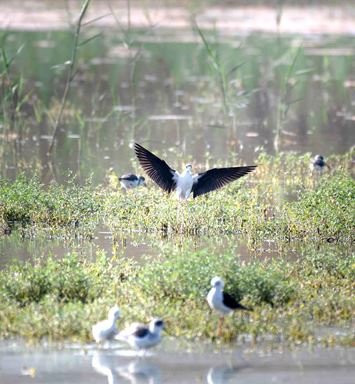 Dhahran celebrates the return of migratory birds