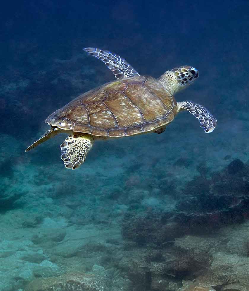 Remarkable journey of sea turtles